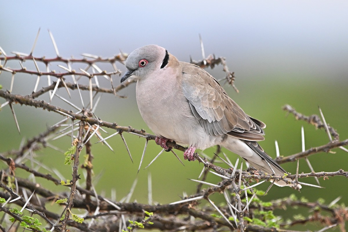 Mourning Collared-Dove - ML646753736
