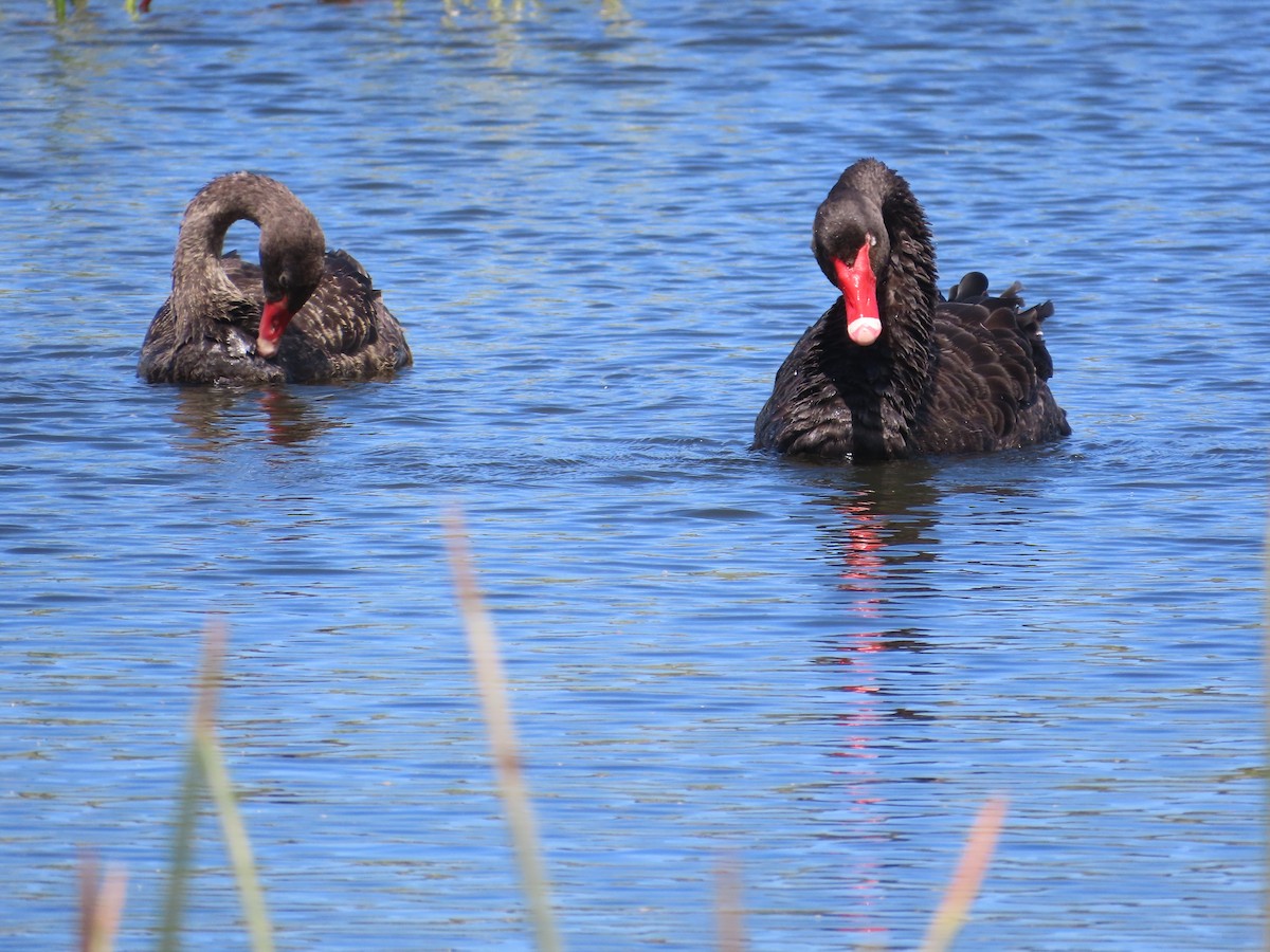 Black Swan - ML646753737