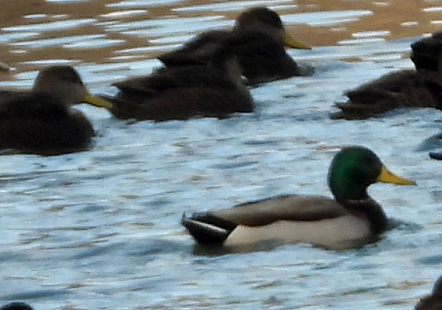 Mallard - ML646753742