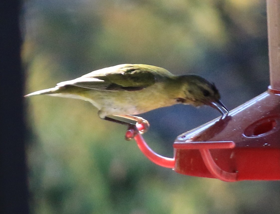 Tennessee Warbler - ML646753743