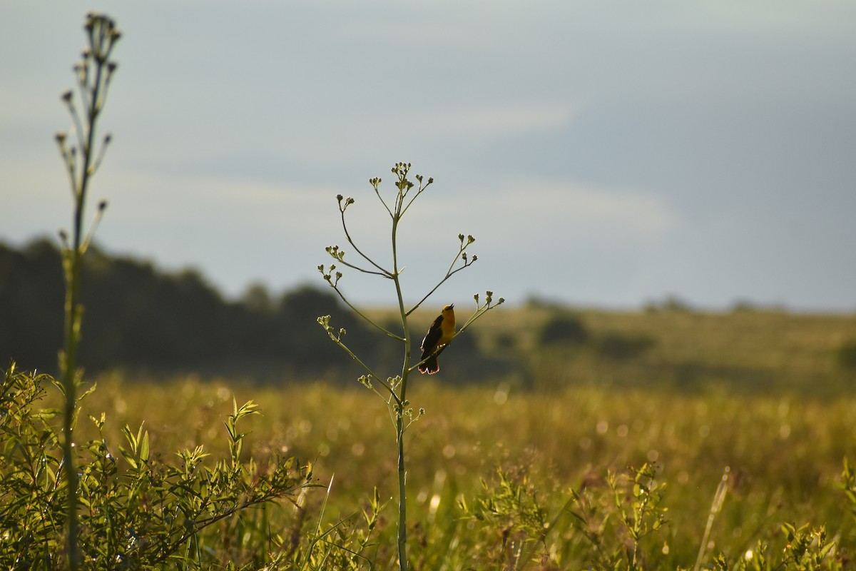 Tordo Amarillo - ML646753744