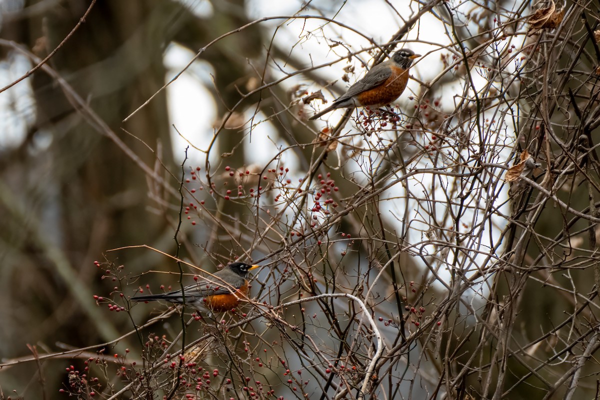 Wanderdrossel - ML646753745