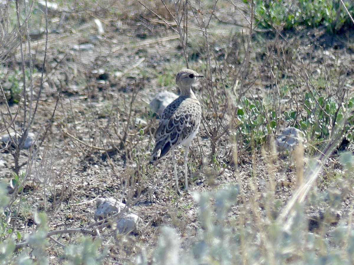 Бігунець смугастоволий - ML646753747