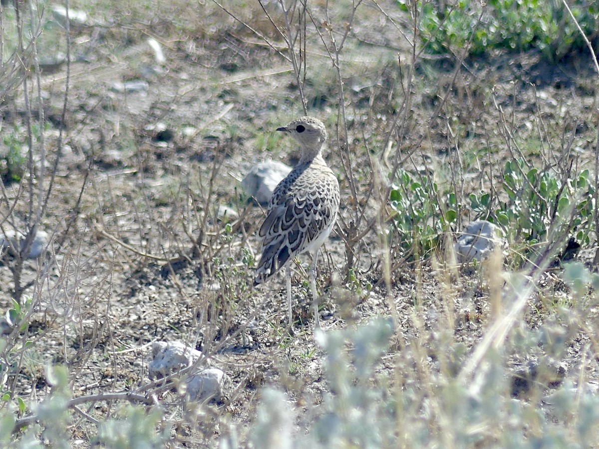 Бігунець смугастоволий - ML646753748