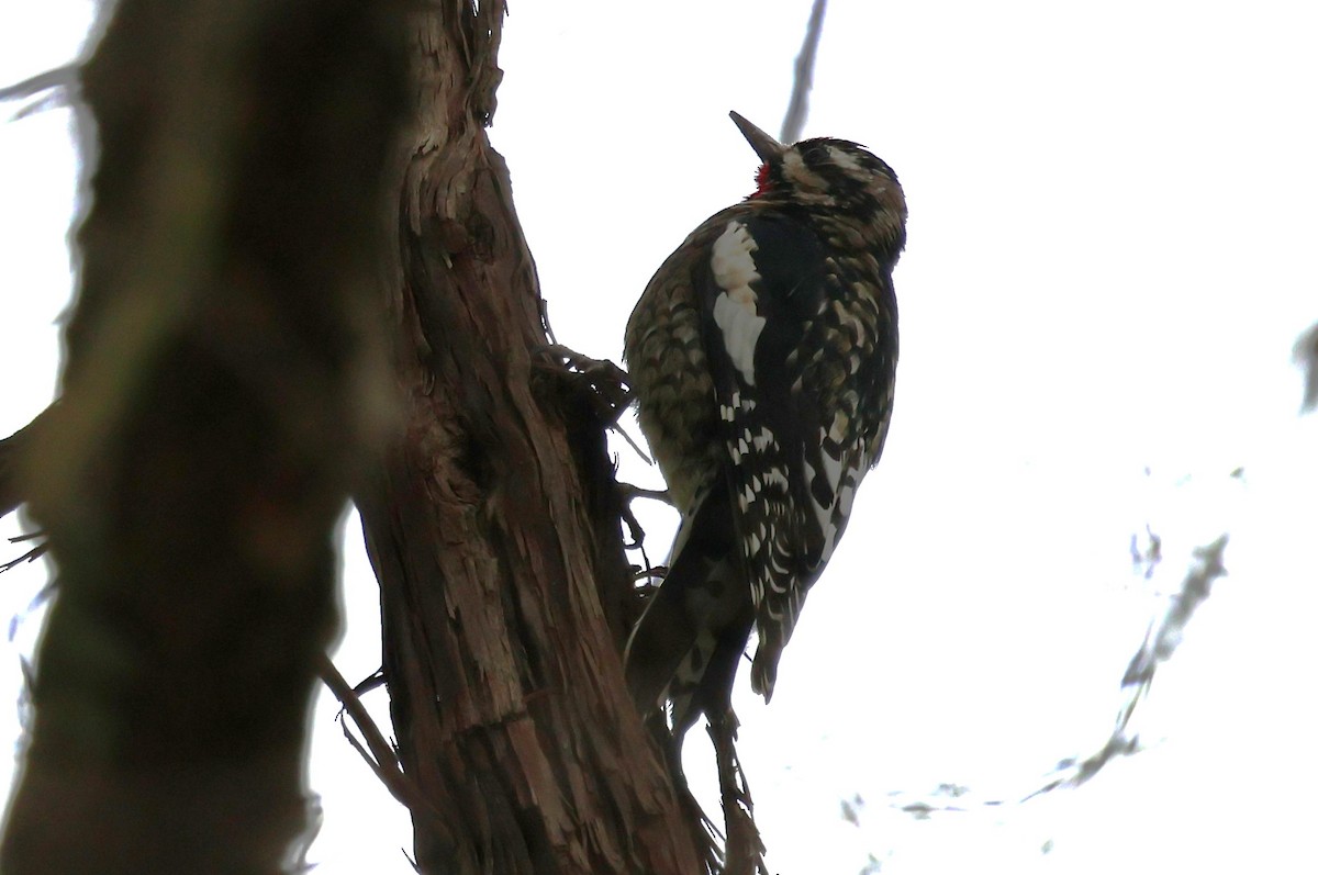 Yellow-bellied Sapsucker - ML646753749
