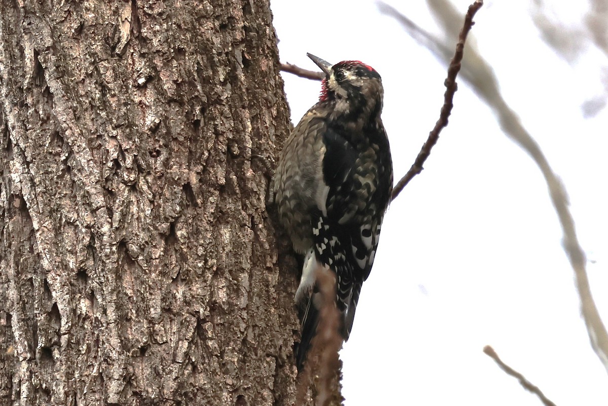 Yellow-bellied Sapsucker - ML646753750