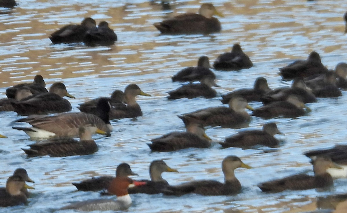 American Black Duck - ML646753751