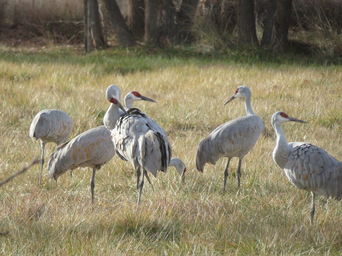 Sandhill Crane - ML646753756