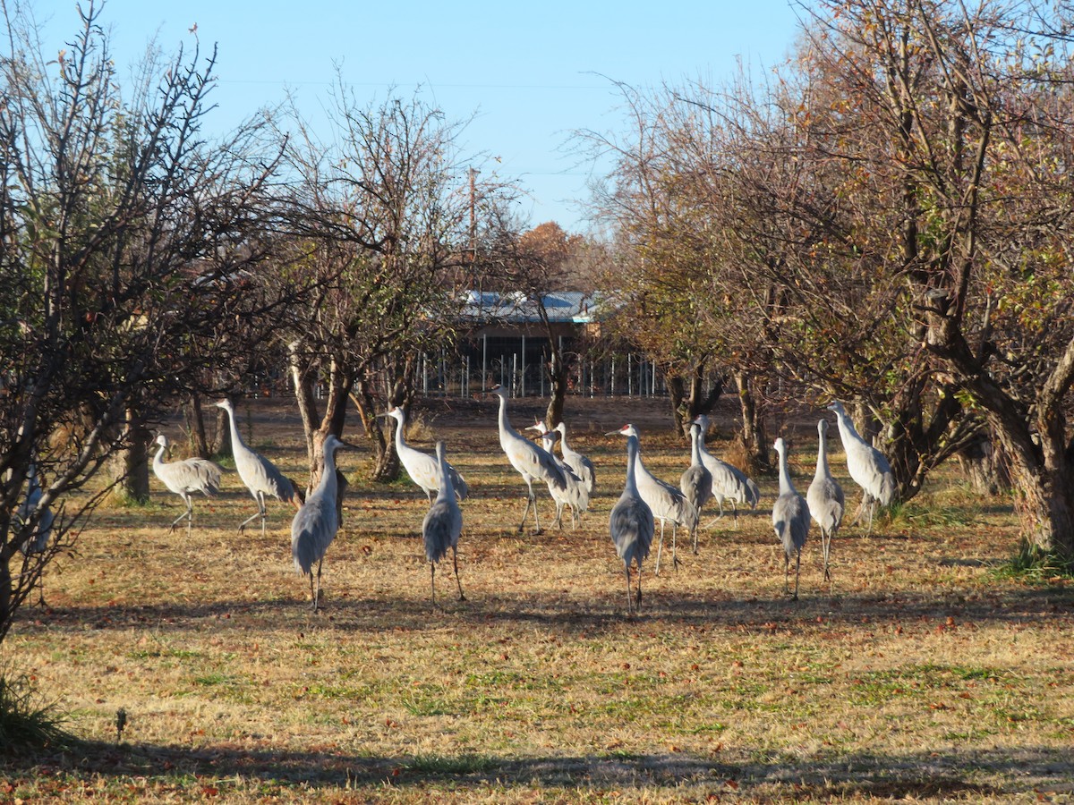 Sandhill Crane - ML646753758