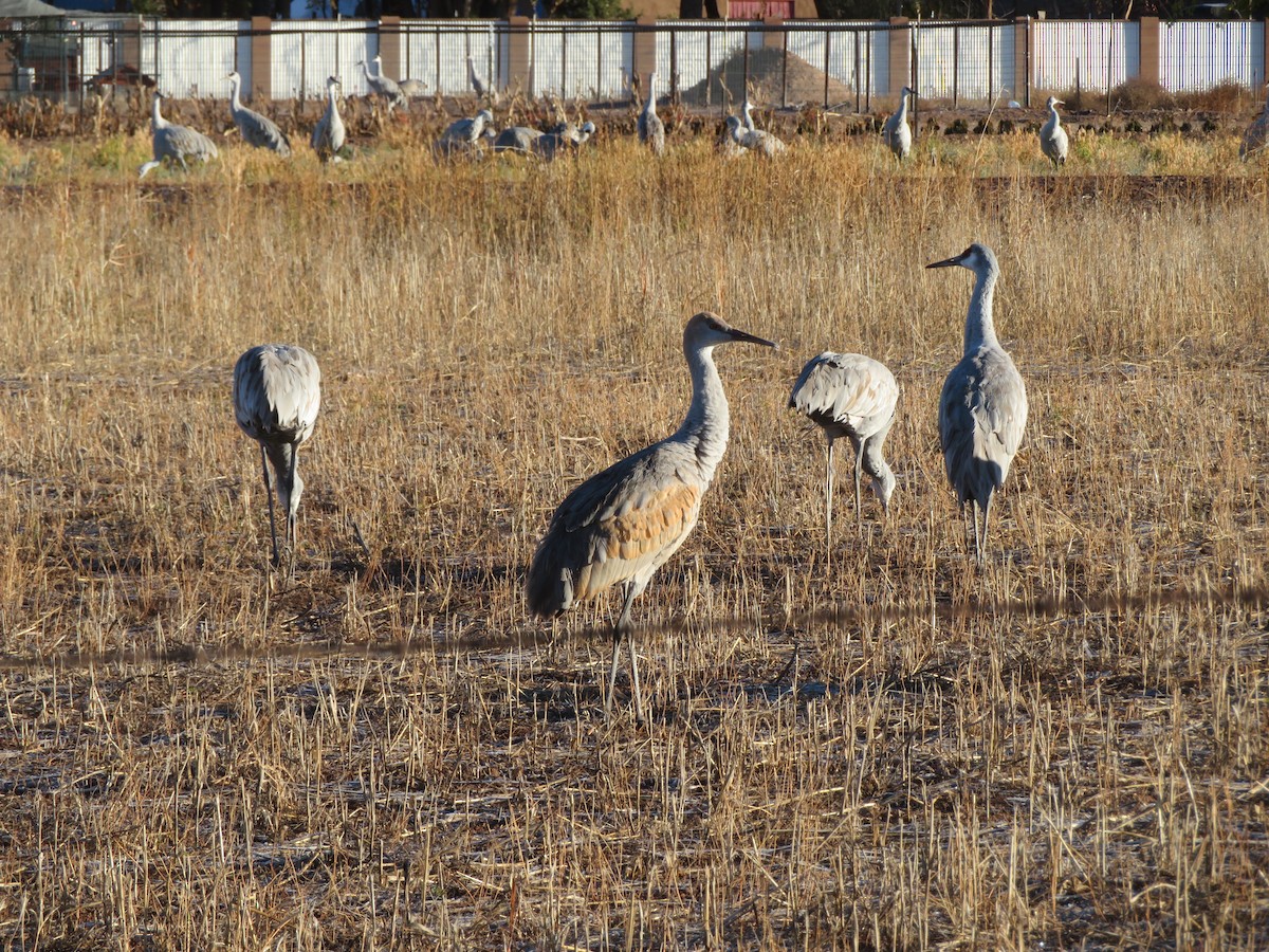Sandhill Crane - ML646753760