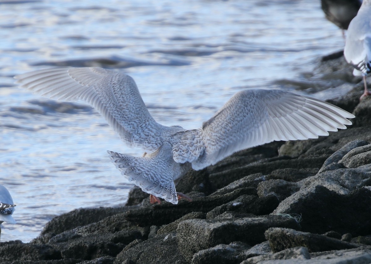 Grönland Martısı - ML646753761