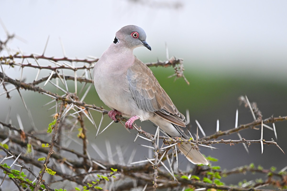 Mourning Collared-Dove - ML646753764