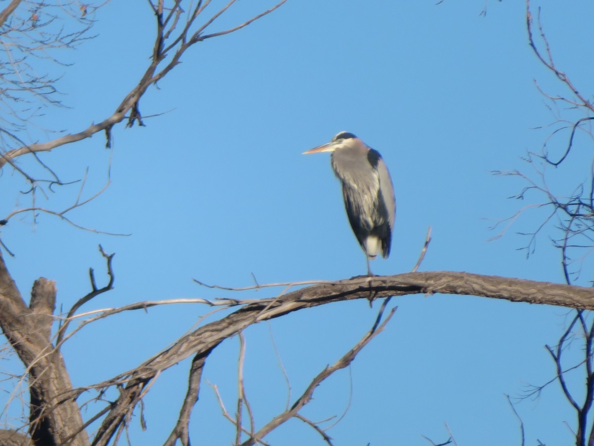 Great Blue Heron - ML646753768