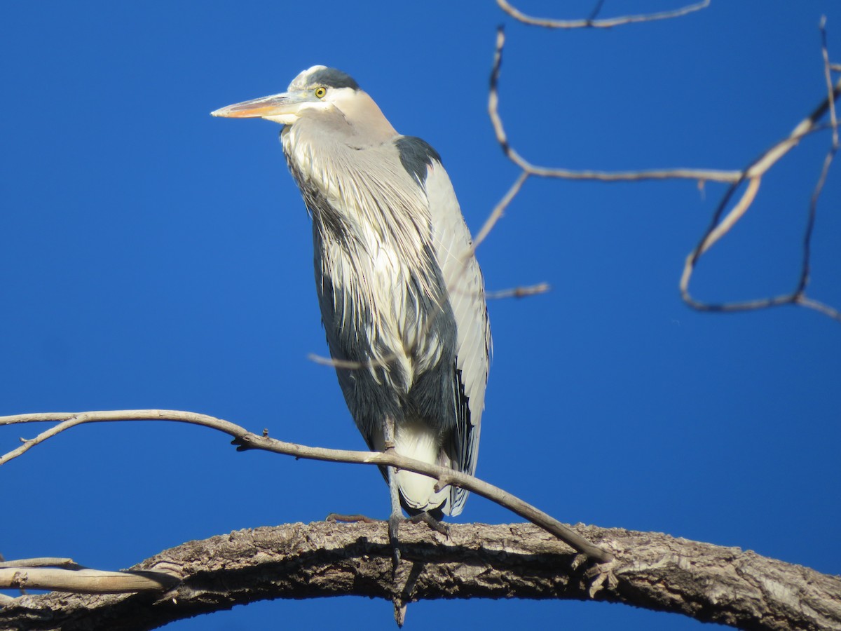 Great Blue Heron - ML646753769