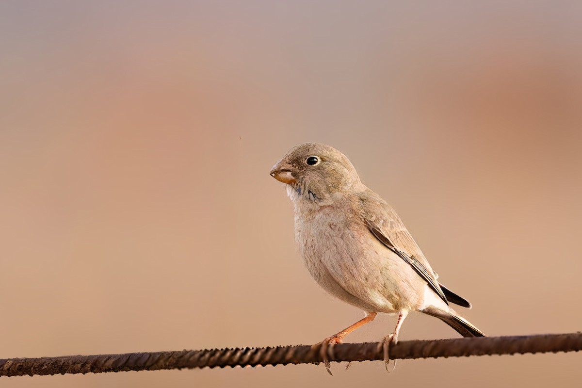 Trumpeter Finch - ML646753770