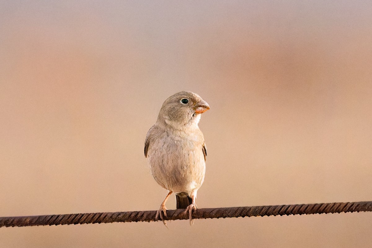 Trumpeter Finch - ML646753771