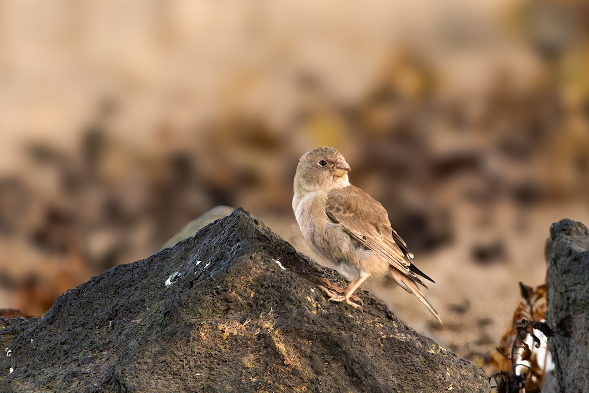 Trumpeter Finch - ML646753772