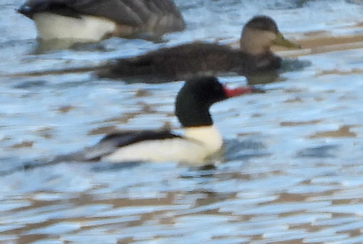 Common Merganser - ML646753782