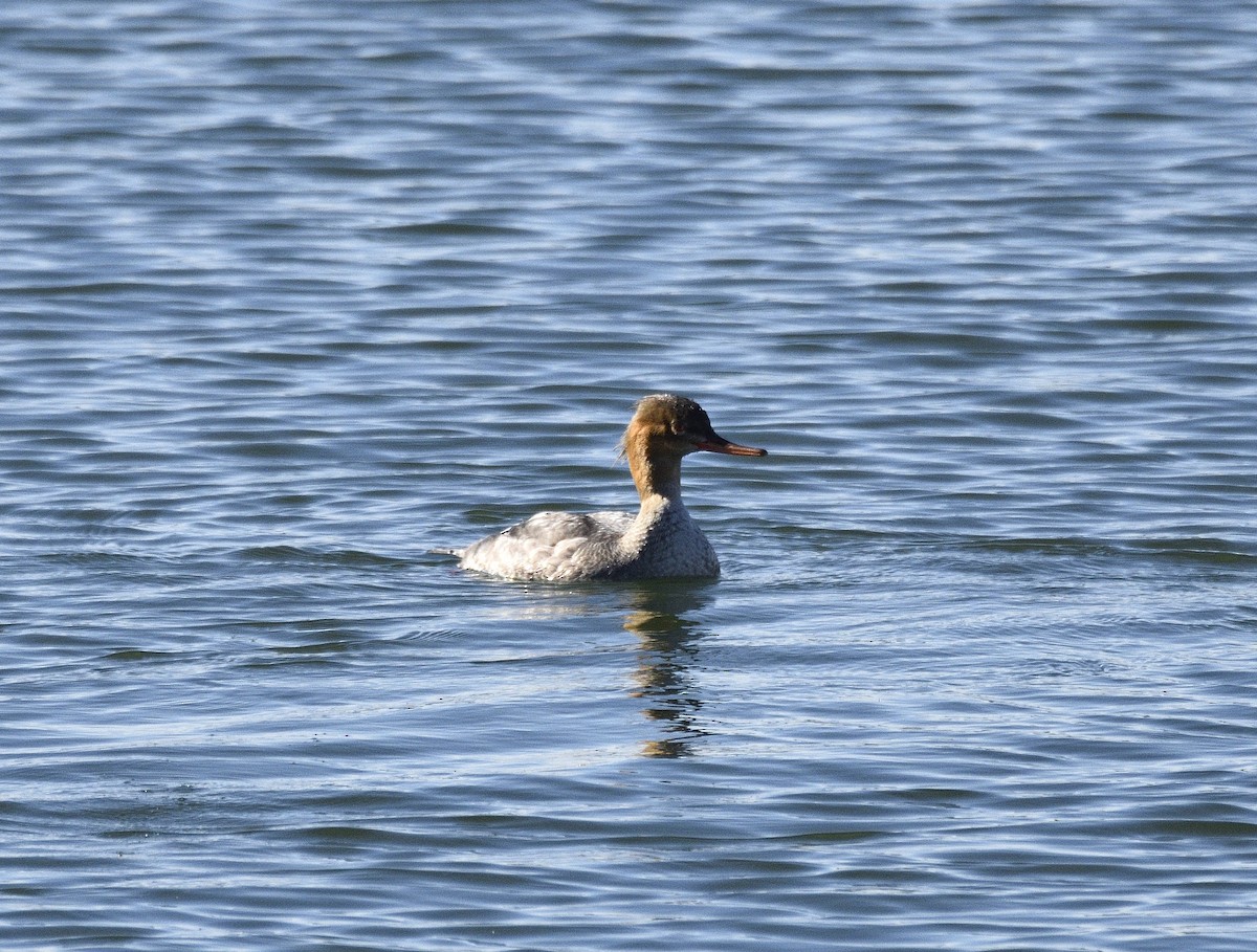 Serreta Mediana - ML646753789