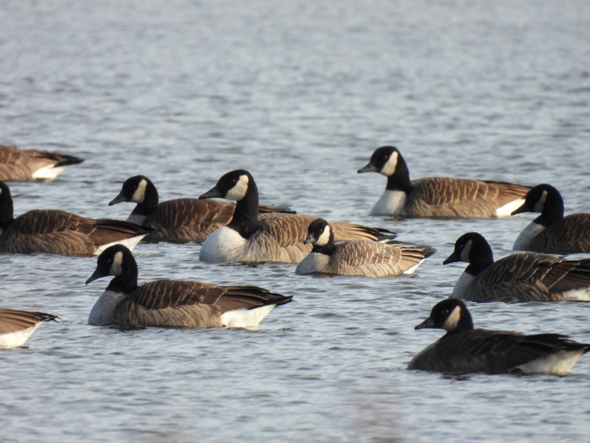 Казарка мала - ML646753792