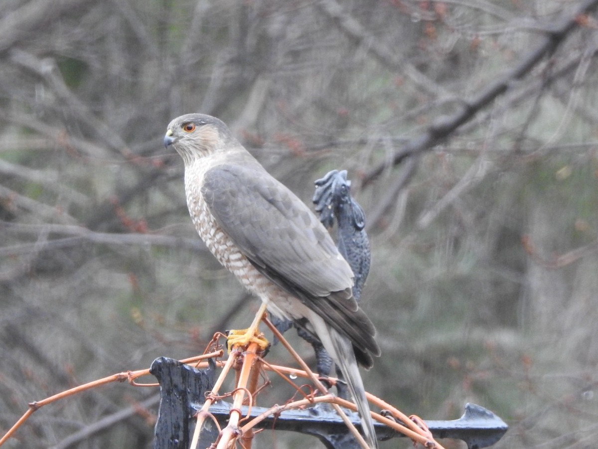 Sharp-shinned Hawk - ML646753803