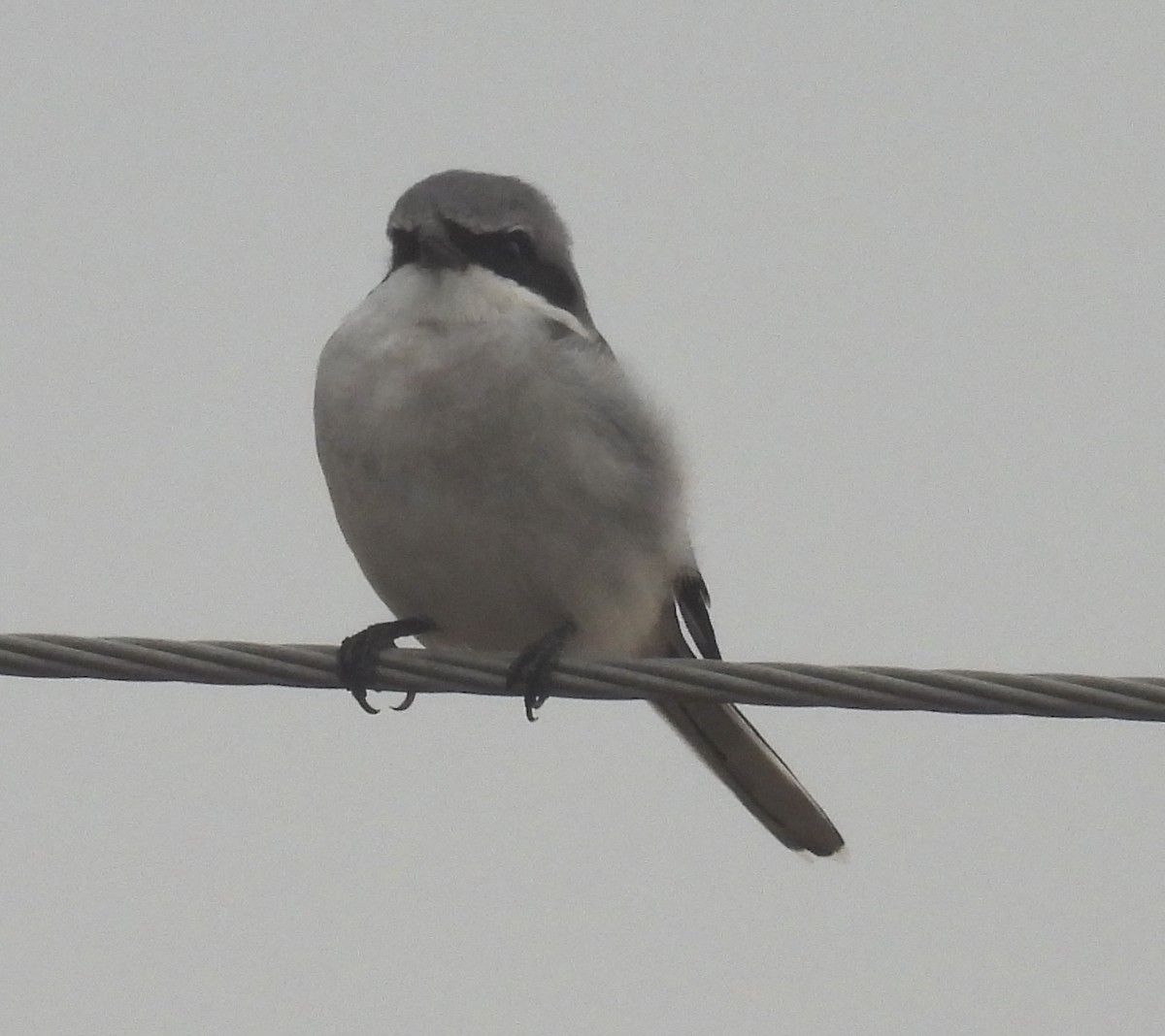 Alcaudón Americano - ML646753806