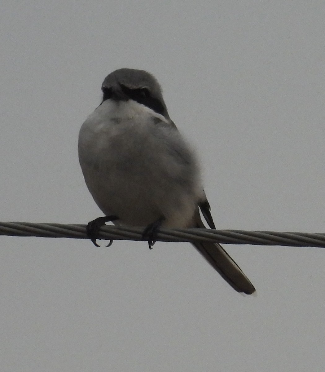 Alcaudón Americano - ML646753807