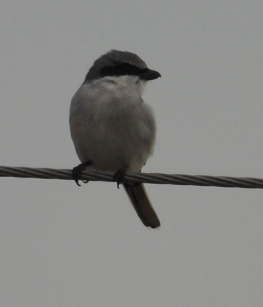 Alcaudón Americano - ML646753808