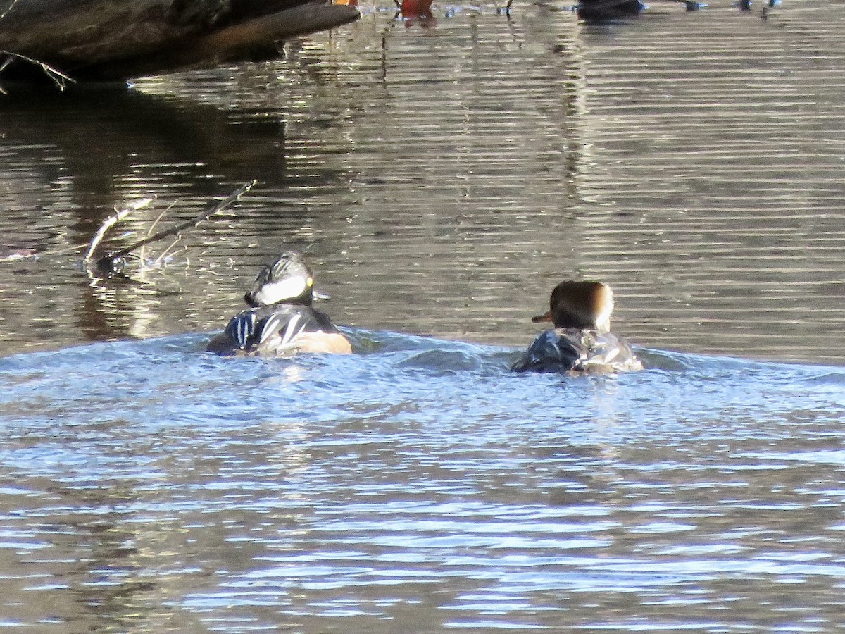 Kappensäger - ML646753810