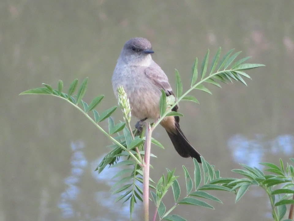 Say's Phoebe - ML646753812