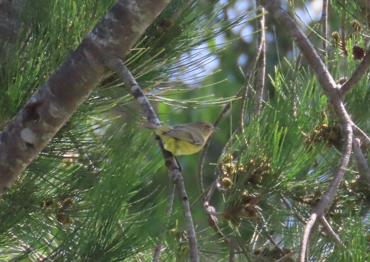 Yellow Thornbill - ML646753823