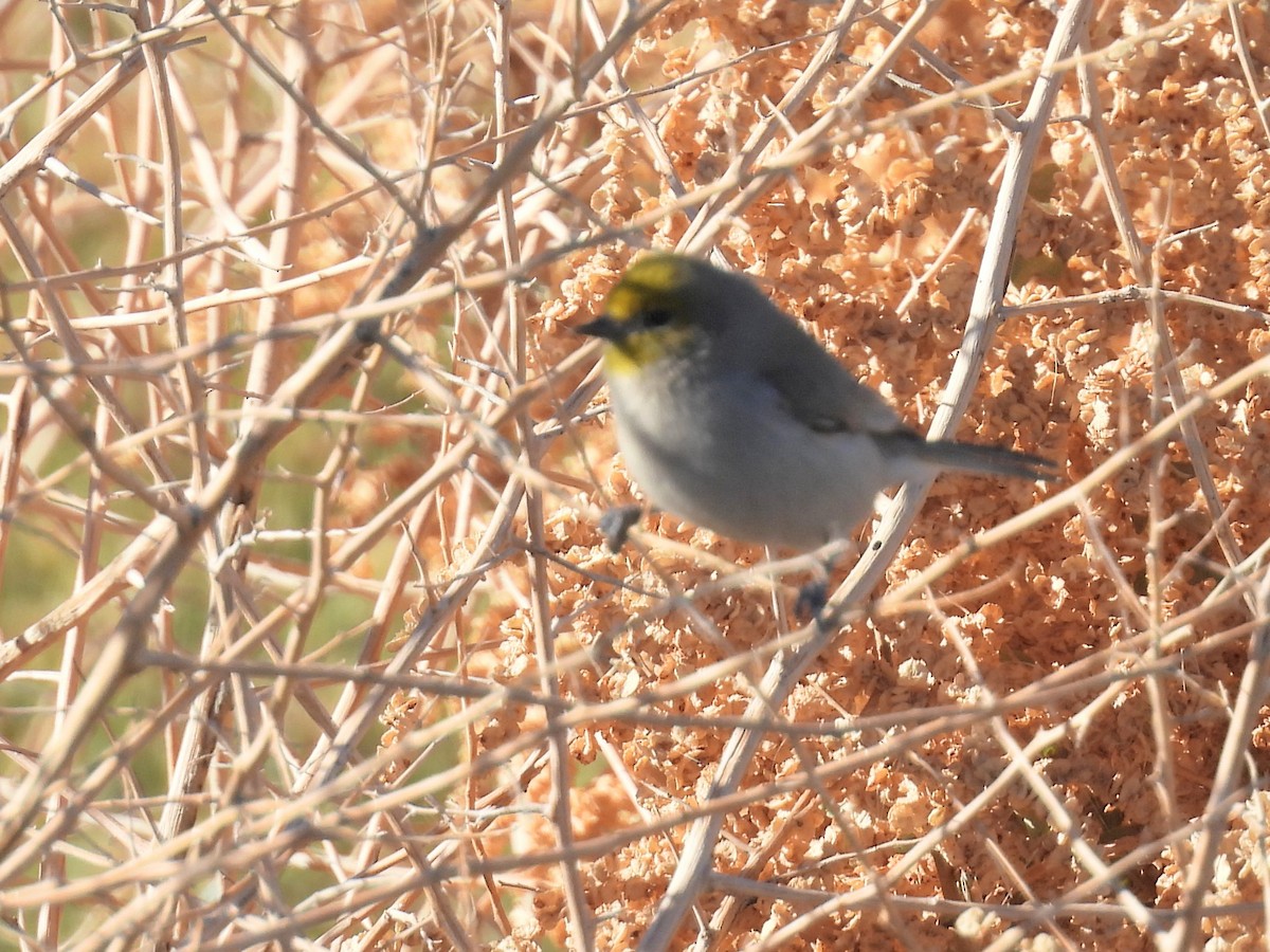Verdin - ML646753824