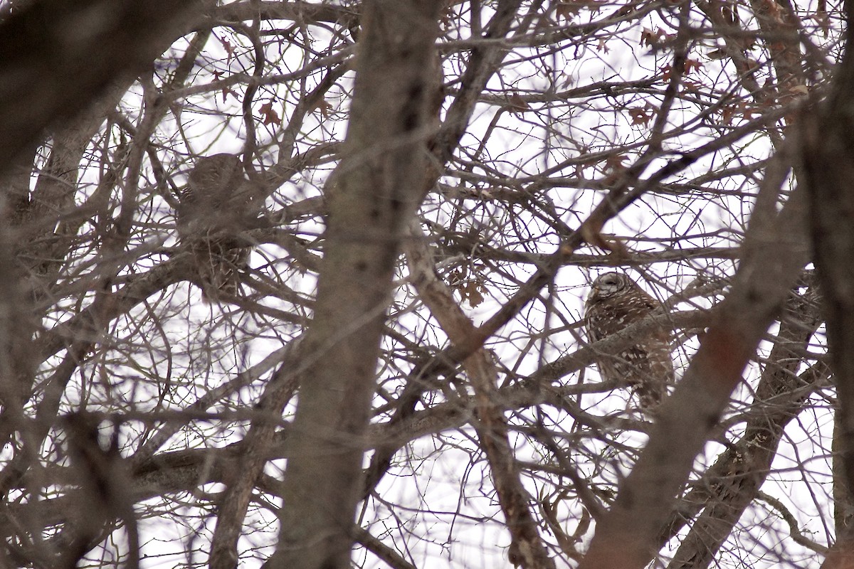 høvdingugle - ML646753825