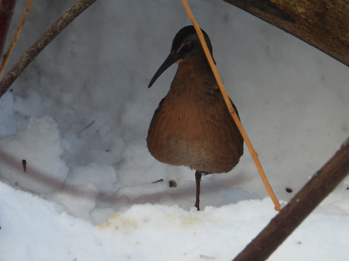 Virginia Rail - ML646753827