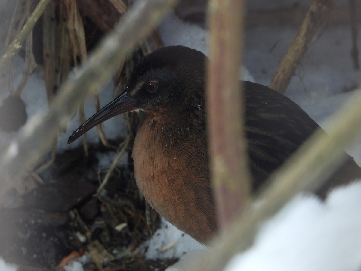 Virginia Rail - ML646753828