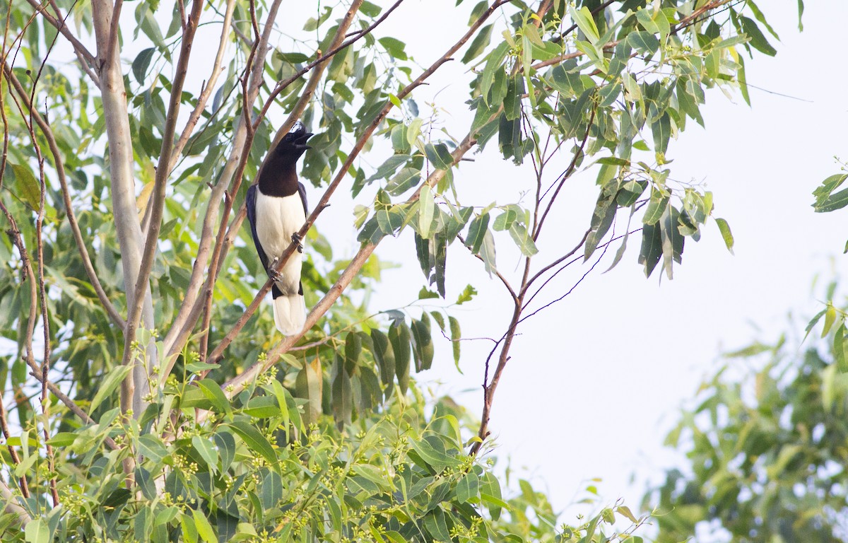 Curl-crested Jay - ML646753830