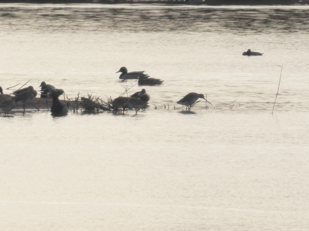 Kuliska buztanbeltza - ML646753832