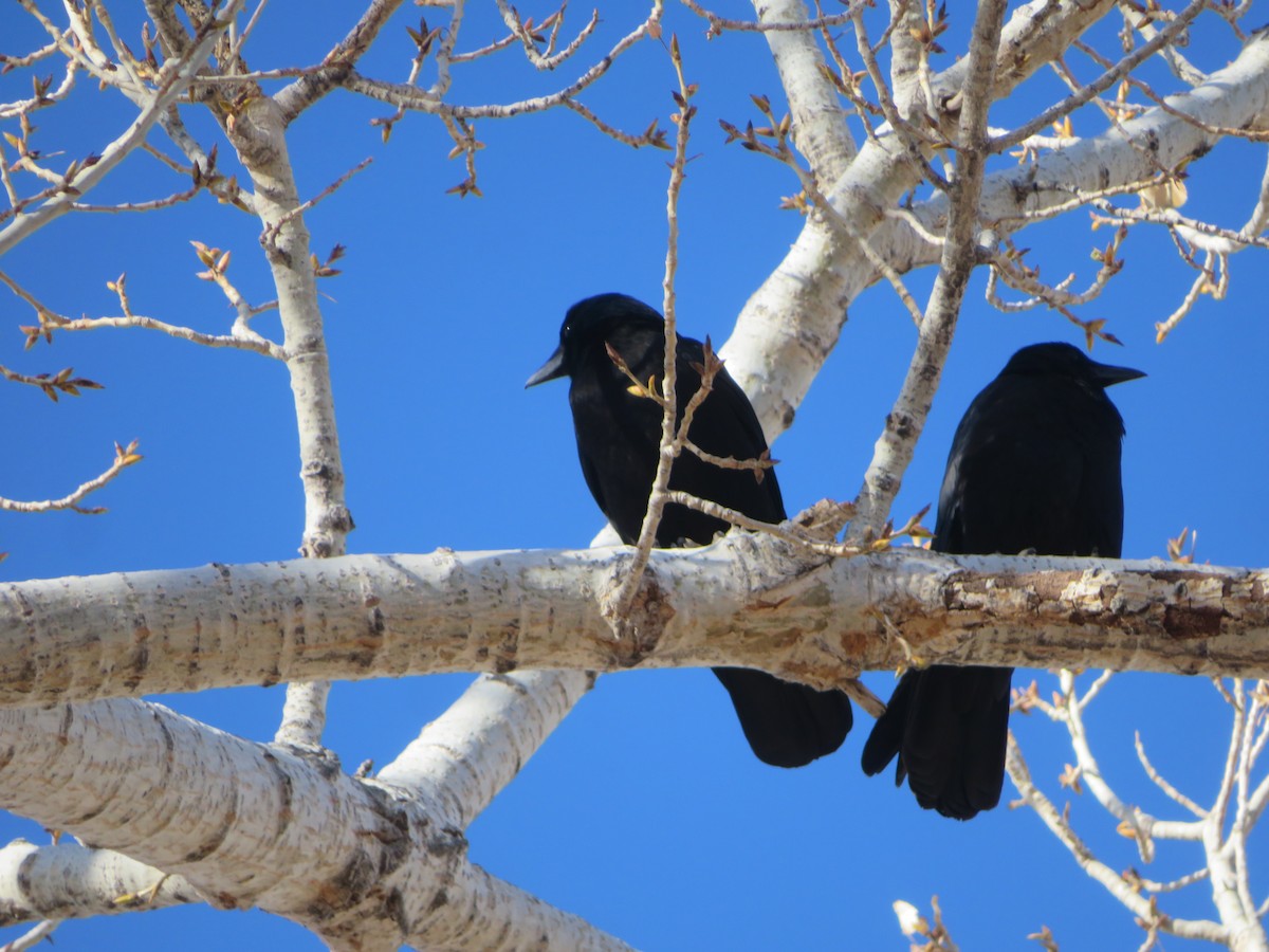 American Crow - ML646753833
