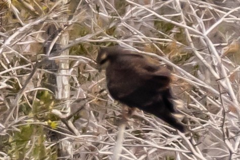 Schneckenbussard - ML646753835