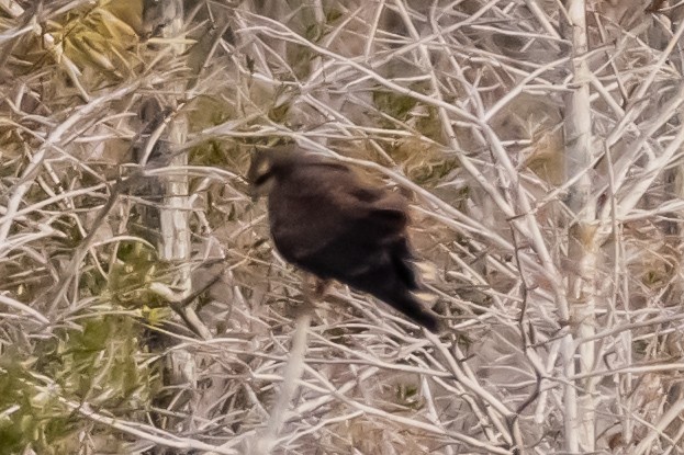 Schneckenbussard - ML646753836