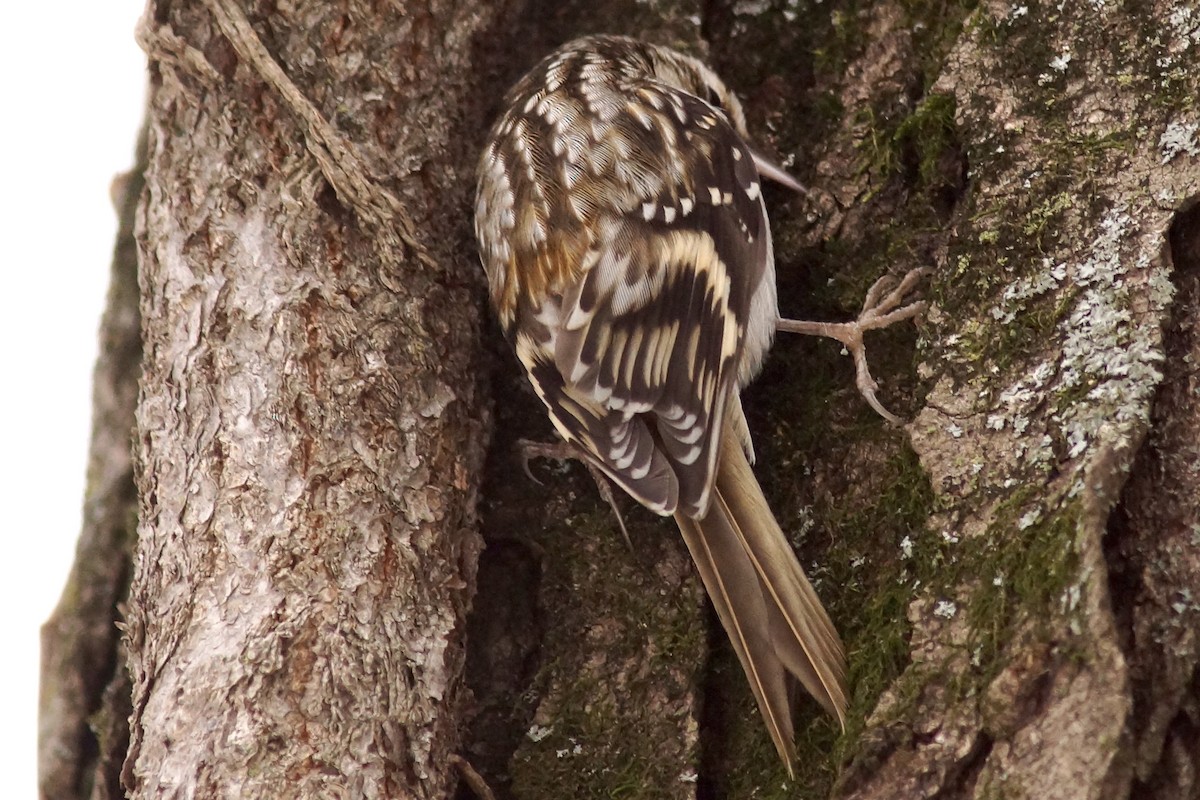 amerikatrekryper - ML646753837