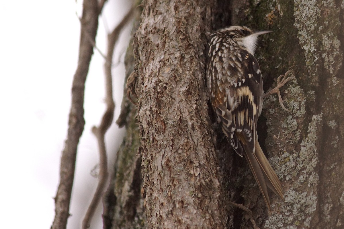 amerikatrekryper - ML646753838