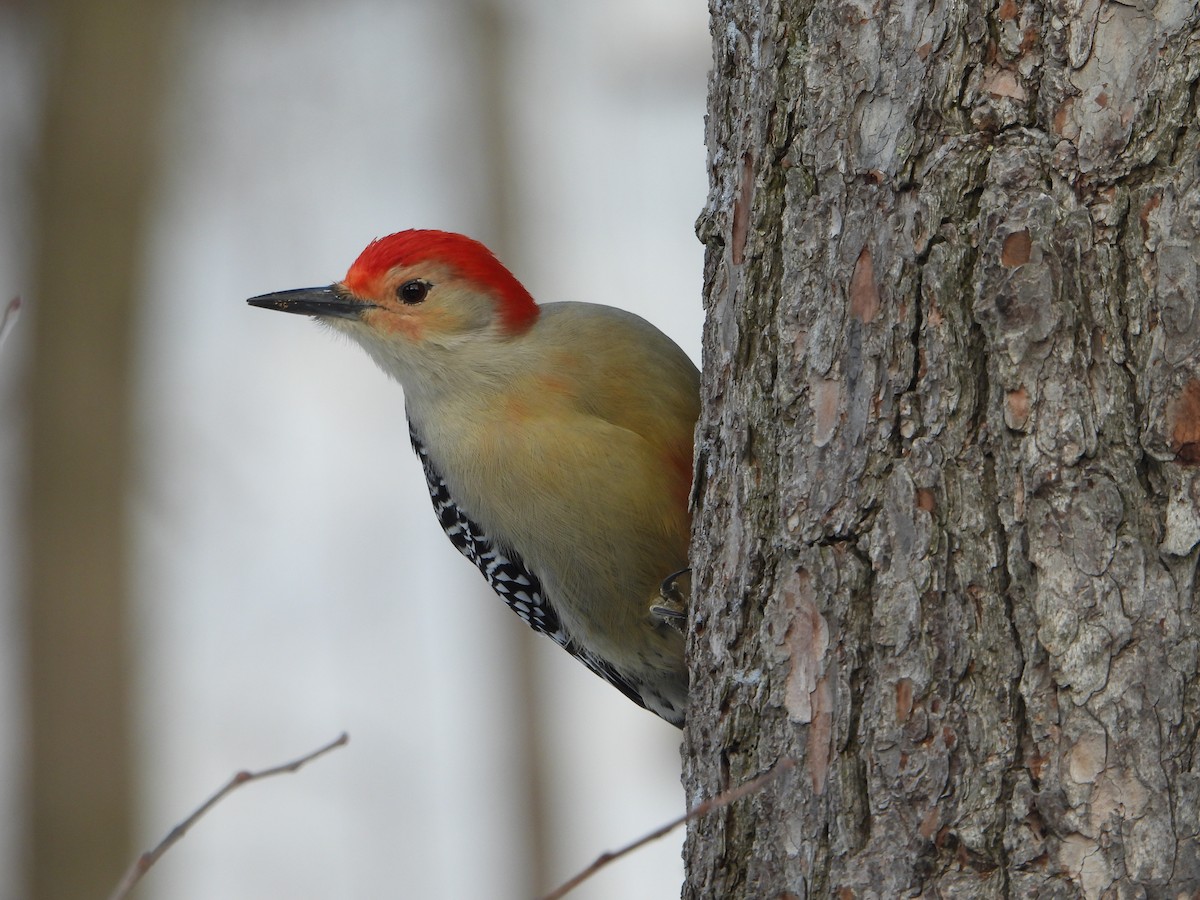 Red-bellied Woodpecker - ML646753840