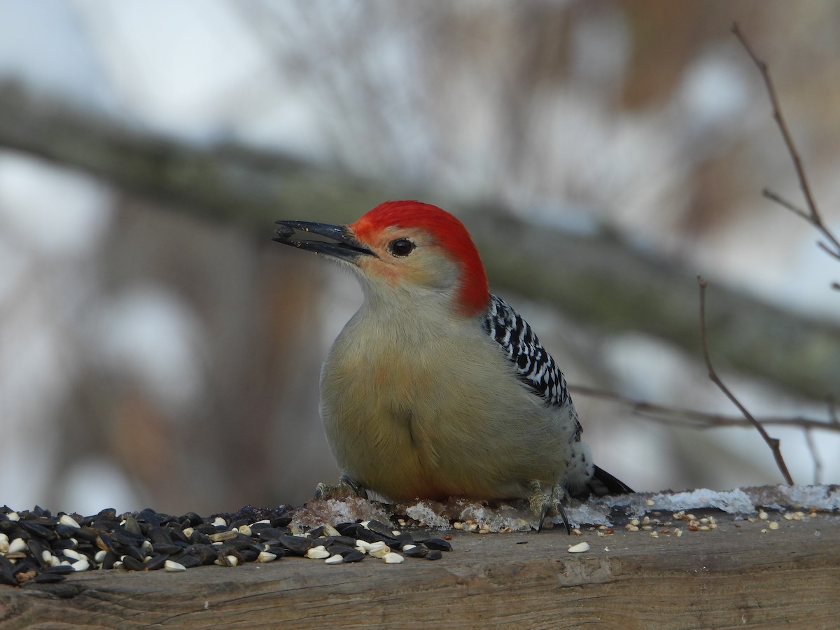 Red-bellied Woodpecker - ML646753841