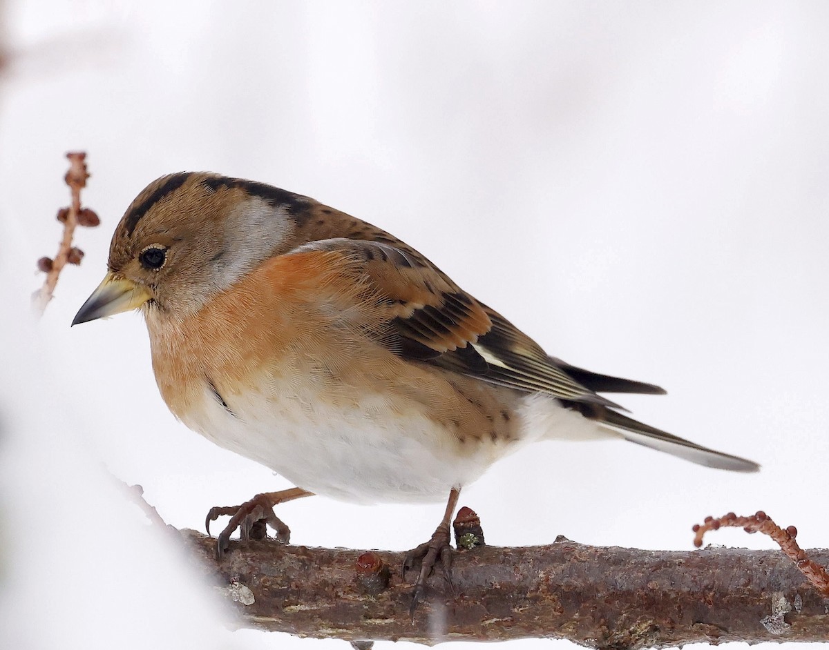 Brambling - ML646753845