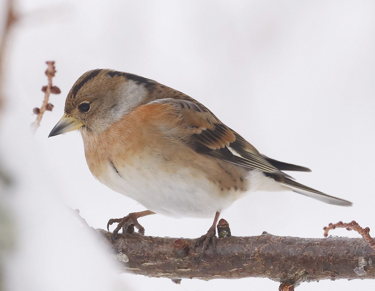 Brambling - ML646753846