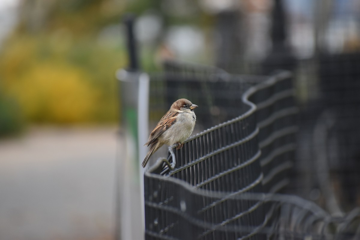 House Sparrow - ML646753848