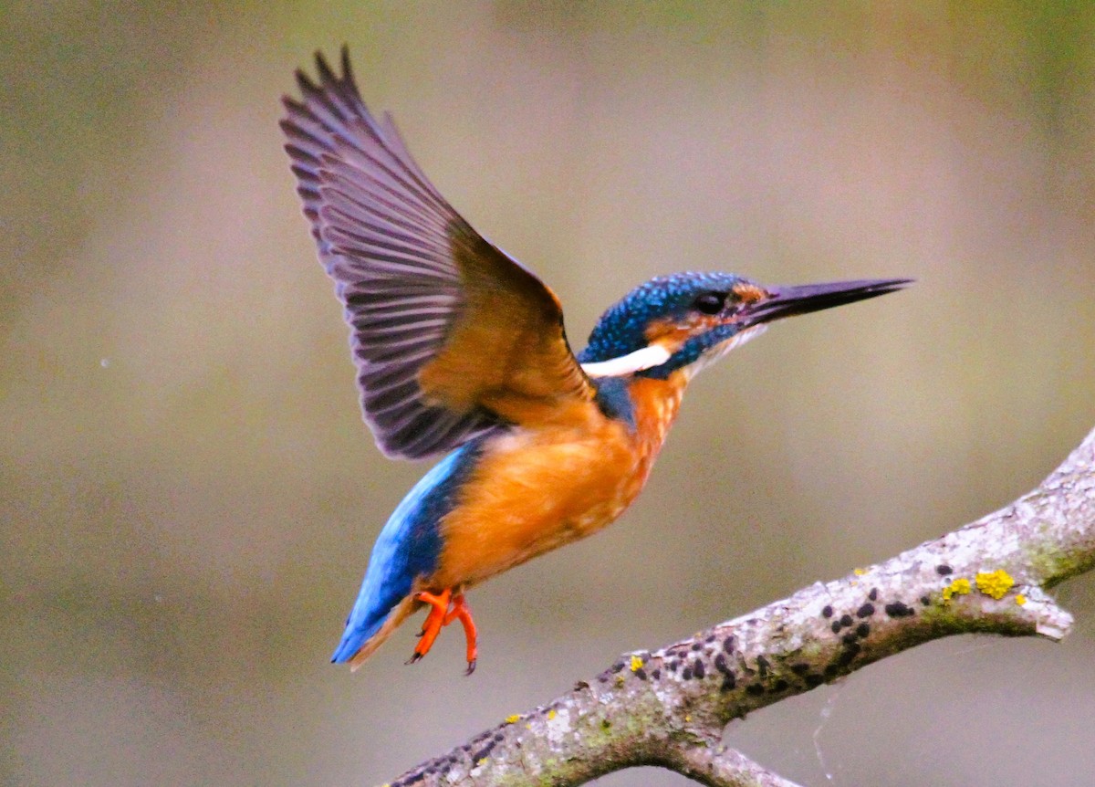 Common Kingfisher - ML646753849