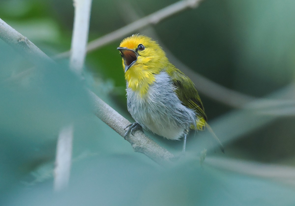 Yellow-spectacled Heleia - ML646753850