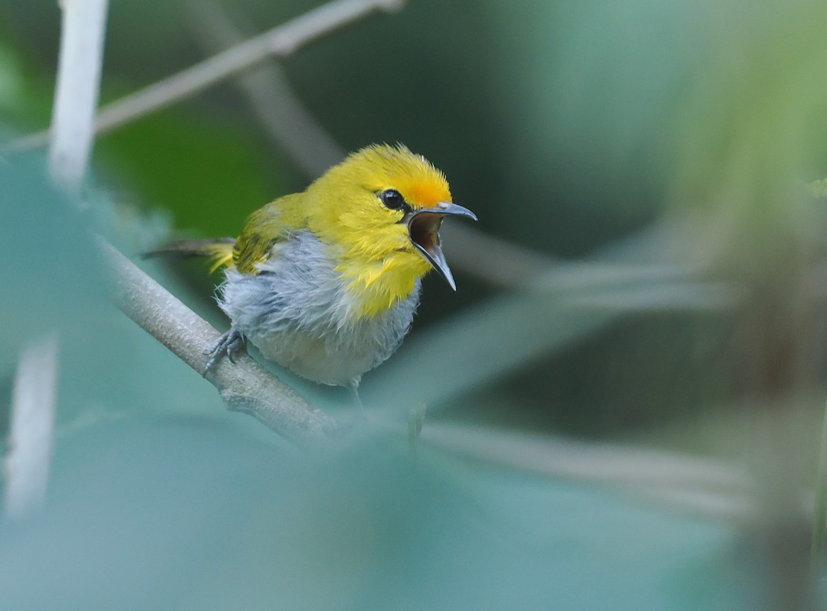 Yellow-spectacled Heleia - ML646753851